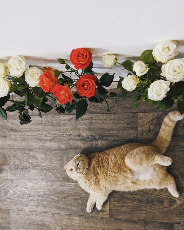 A large orange cat sprawled on the floor surrounded by roses.